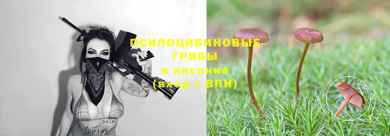 Псилоцибиновые грибы Psilocybine cubensis  Железноводск 